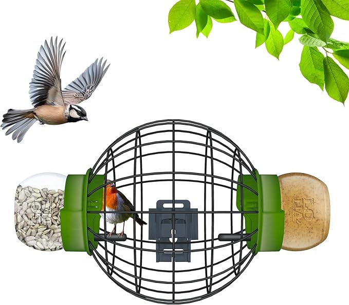 Backyard Birding & Wildlife