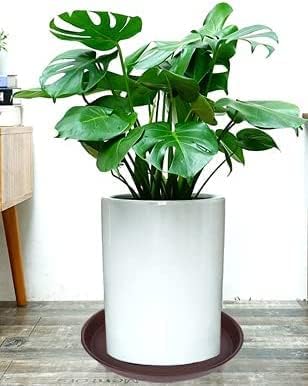 Bleuhome 6 Pack of 7 inch Plant Saucer, Heavy Duty Plastic Plant Water Tray 7 inch Round, Flower Plant Saucers for Indoors No Holes, Plant Dishes Saucer for Planter 7"/8" (7", Chocolate)