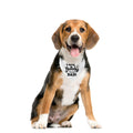 Happy Birthday Dad Dog Bandana, Dad's Gift Dog Bandana, Pet Scarf Accessories, Dogs Bandanas Gift for Small Medium (D61)