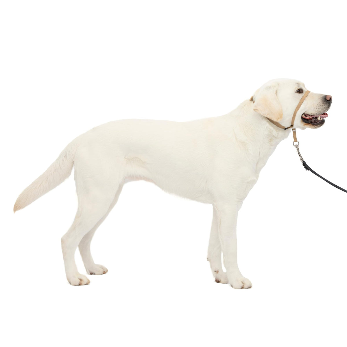 PetSafe Gentle Leader No Pull Dog Headcollar, Apple Green, Medium