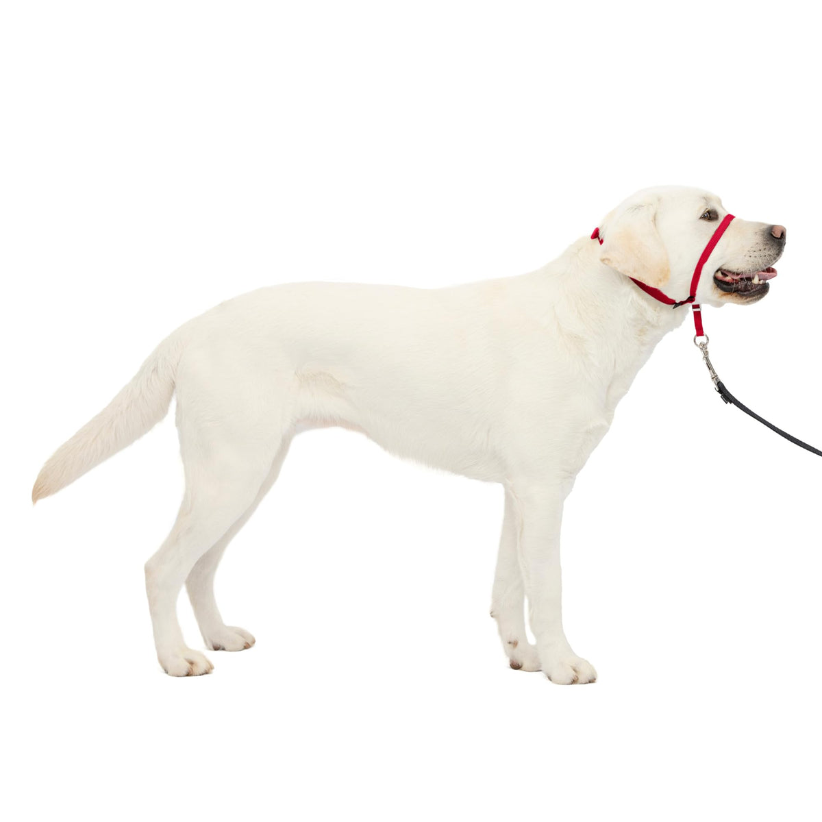 PetSafe Gentle Leader No Pull Dog Headcollar, Apple Green, Medium