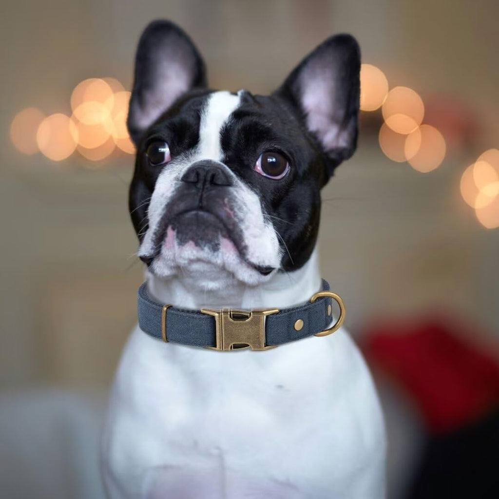 PET ARTIST Dog Collars for Medium Dogs, Soft Padded Premium Nylon Dog Collar with Quick Release Metal Buckle, Durable & Adjustable Pet Collars for Boy Gifts, Blue, M (Fit 13-20")