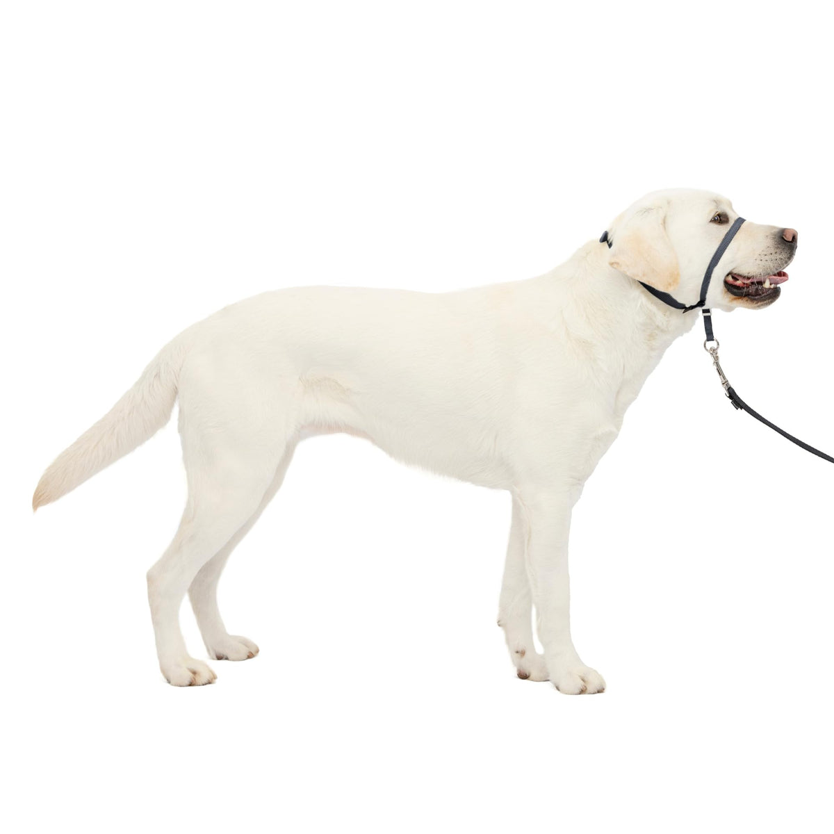 PetSafe Gentle Leader No Pull Dog Headcollar, Apple Green, Medium