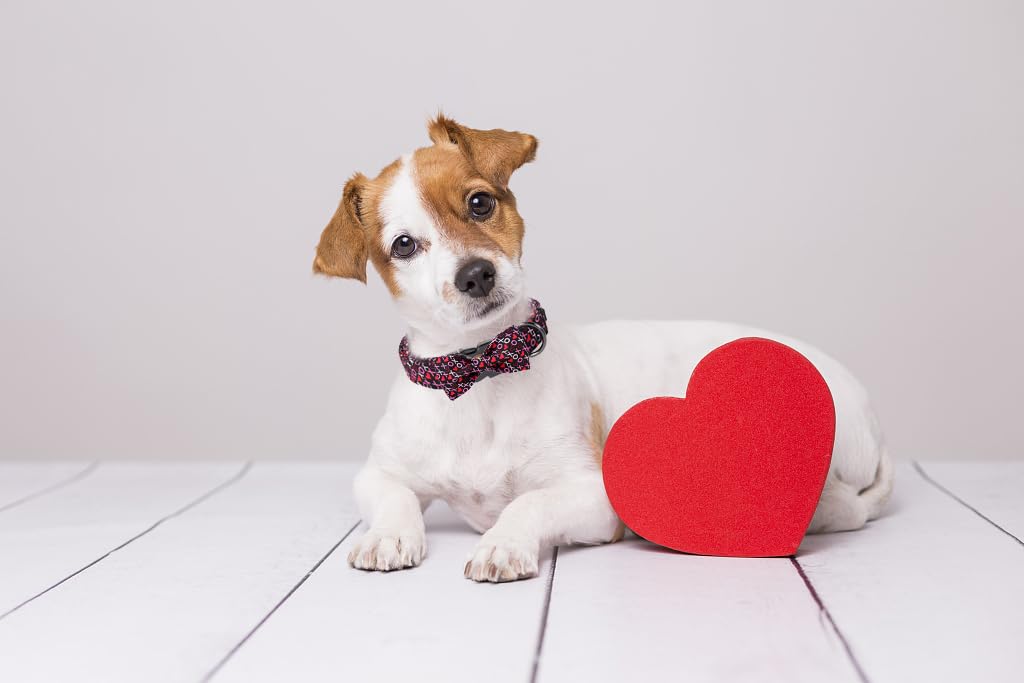 MR. CHUBBYFACE· Valentine's Dog Collar with Bowtie, XOXO Red Heart Dog Collar with Metal Buckle, Cute Adjustable Boy Girl Female Collars for Small Medium Large Dogs