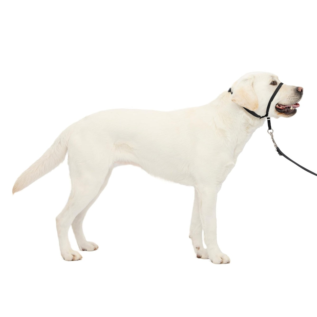 PetSafe Gentle Leader No Pull Dog Headcollar, Apple Green, Medium
