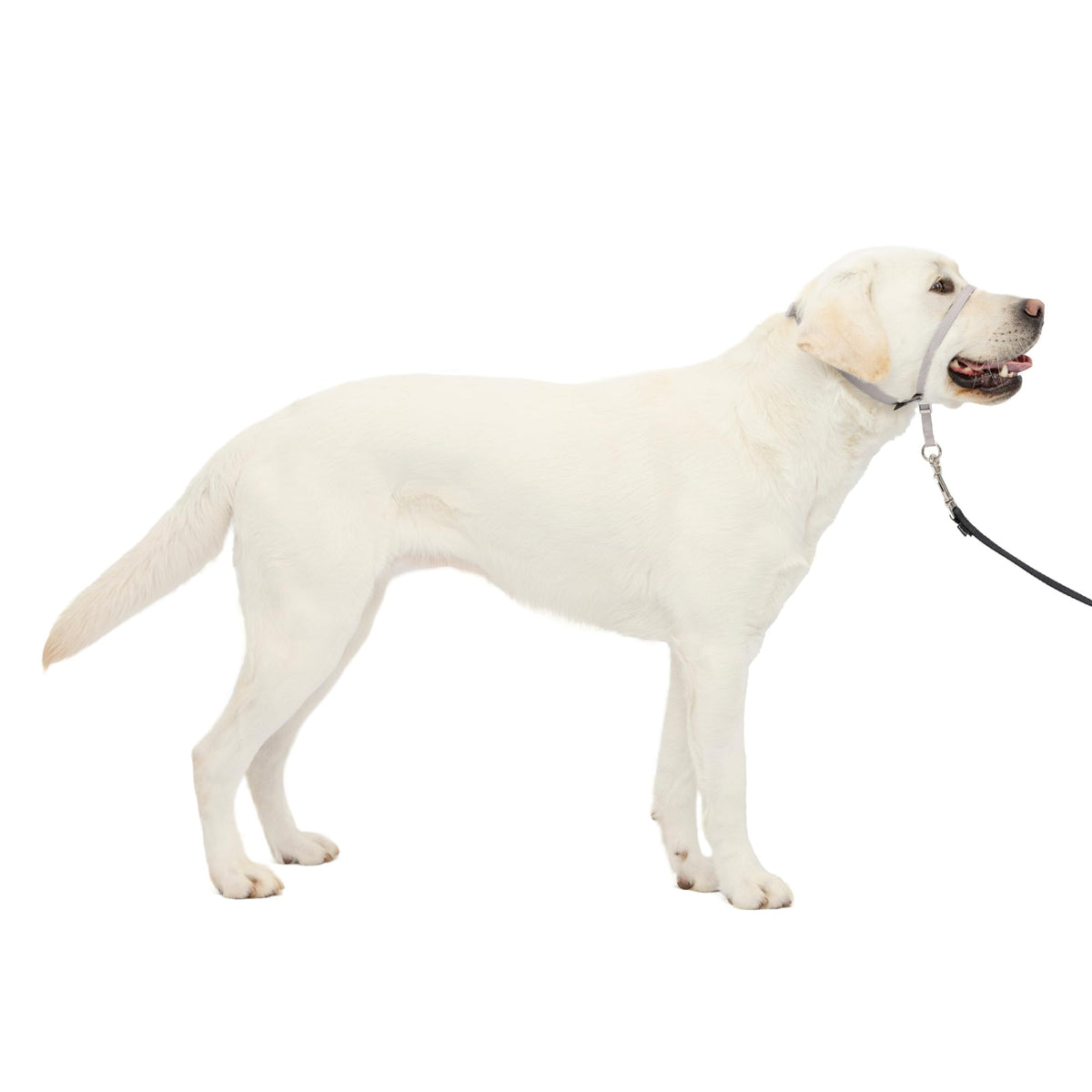 PetSafe Gentle Leader No Pull Dog Headcollar, Apple Green, Medium