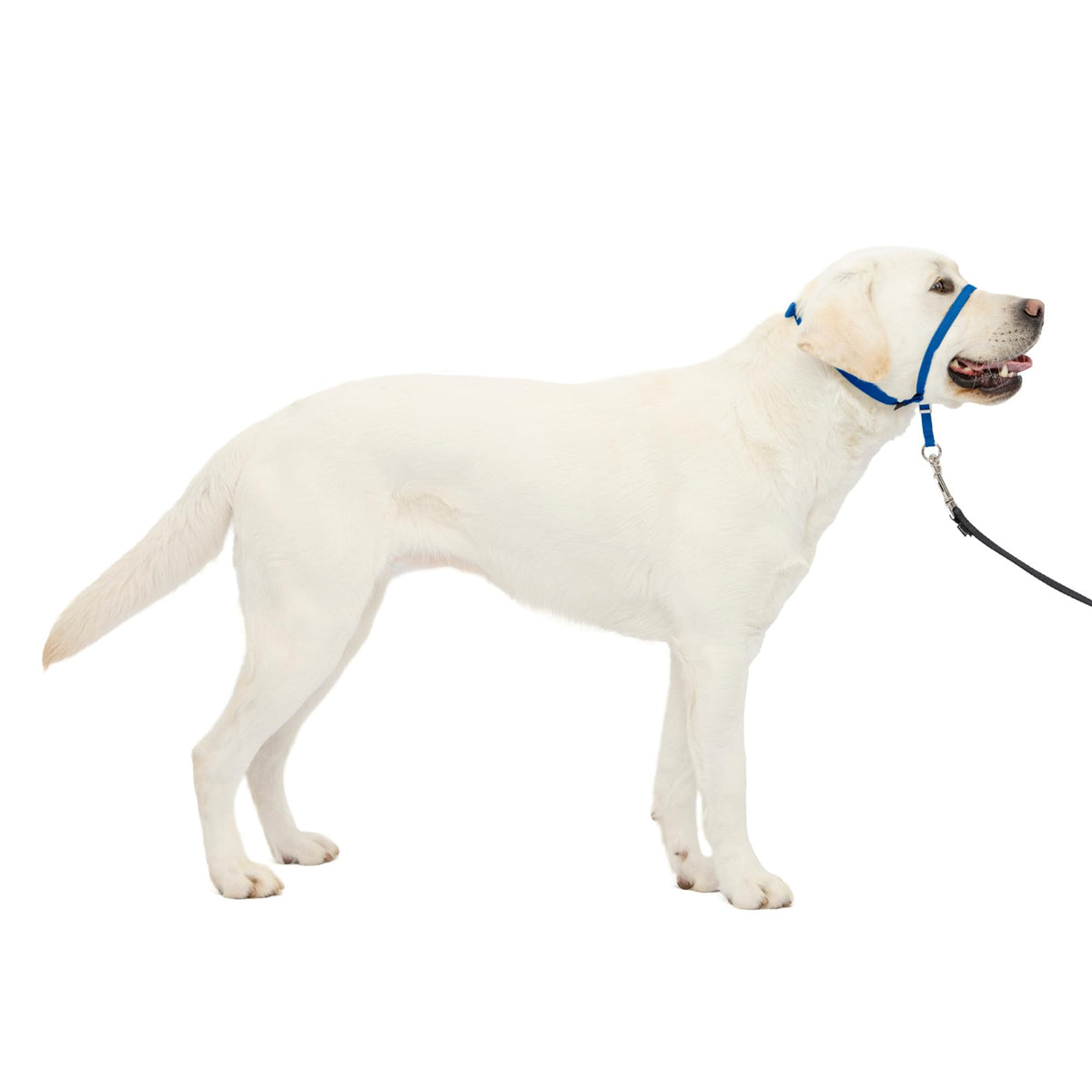 PetSafe Gentle Leader No Pull Dog Headcollar, Apple Green, Medium