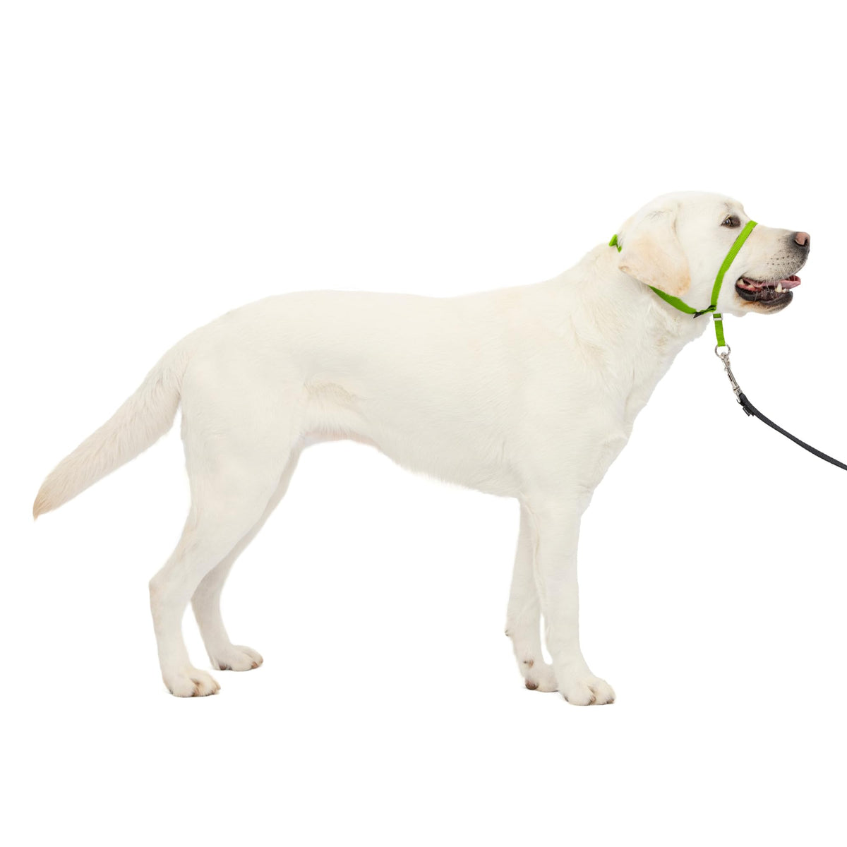 PetSafe Gentle Leader No Pull Dog Headcollar, Apple Green, Medium