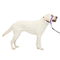 PetSafe Gentle Leader No Pull Dog Headcollar, Apple Green, Medium