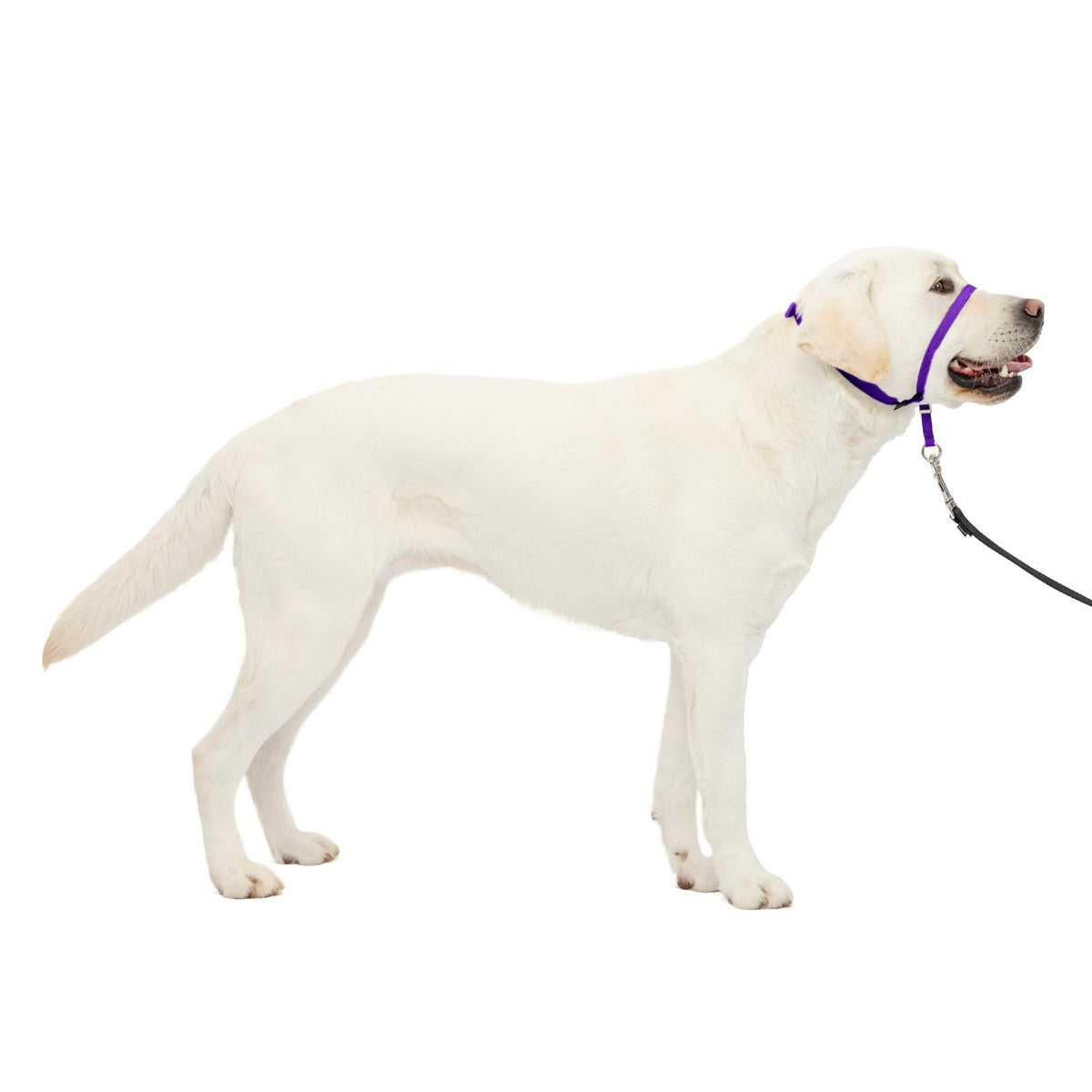 PetSafe Gentle Leader No Pull Dog Headcollar, Apple Green, Medium