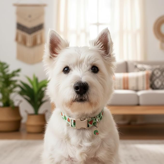 Britwicfr Dog Collar for Small Dogs, Summer Dog Collar with Watermelon Print and Charm, Adjustable Pet Collar for Girl Boy Dogs
