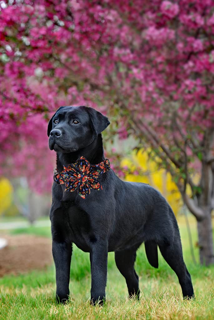 Lionheart Glory Dog Collar With Flower - Cute Floral Pattern Adjustable Pet Collar for X-Small Dogs