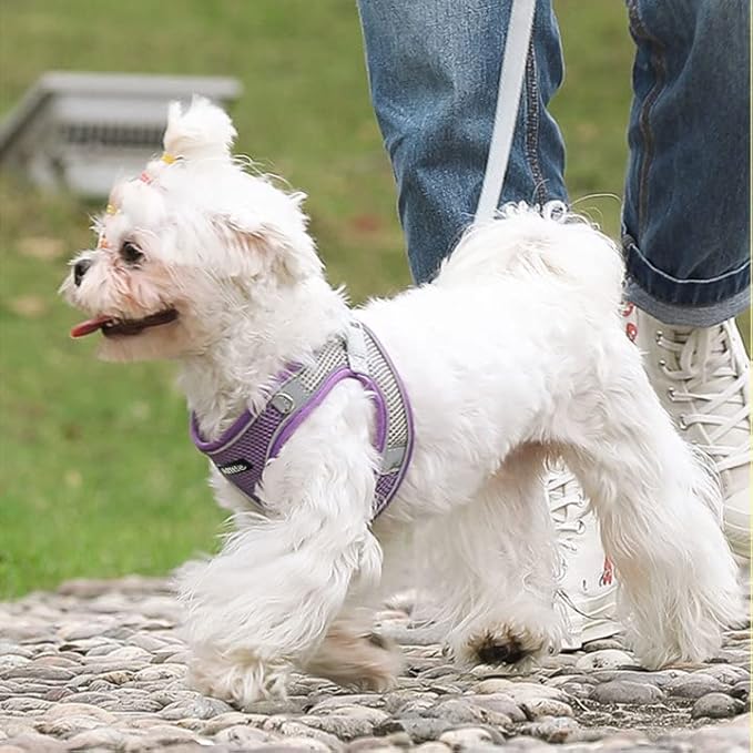 AIITLE Small Harness for Puppy with A Leash - Dog Vest Harness with Super Breathable Mesh, Reflective No-Pull Pet Harness for Outdoor Walking, Running for Small Dogs, Cats Purple XXS