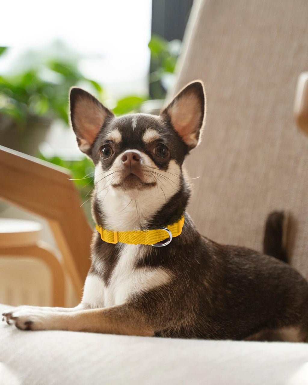Dynmeow Soft and Breathable Cotton Dog Collar, Durable Adjustable Pet Collar with Quick-Release Buckle, Lightweight for Sensitive Skin for Puppies and Extra-Small Dogs, Yellow, Xs