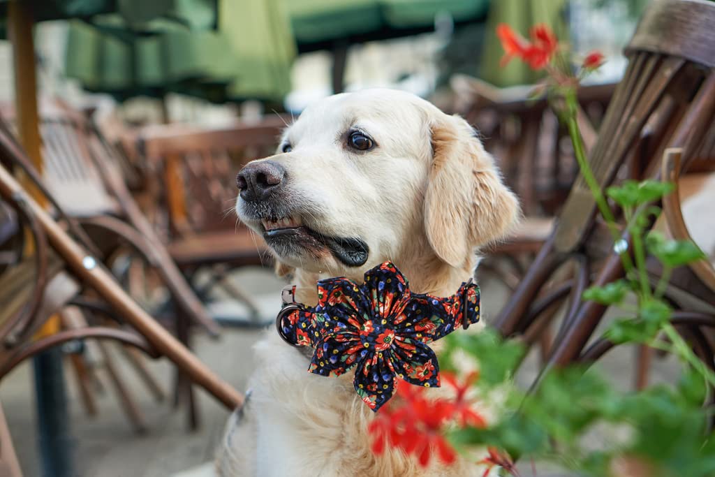 Lionheart Glory Cute Floral Pattern Pet Collar - Adjustable for X-Large Dogs
