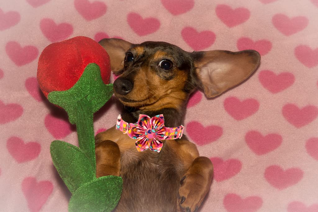 Lionheart glory Easter Dog Collar with Flower Carrot Print Dog Collar Girl Soft Durable Adjustable Puppy Gift Collar Bows Spring Collar Dog Flower