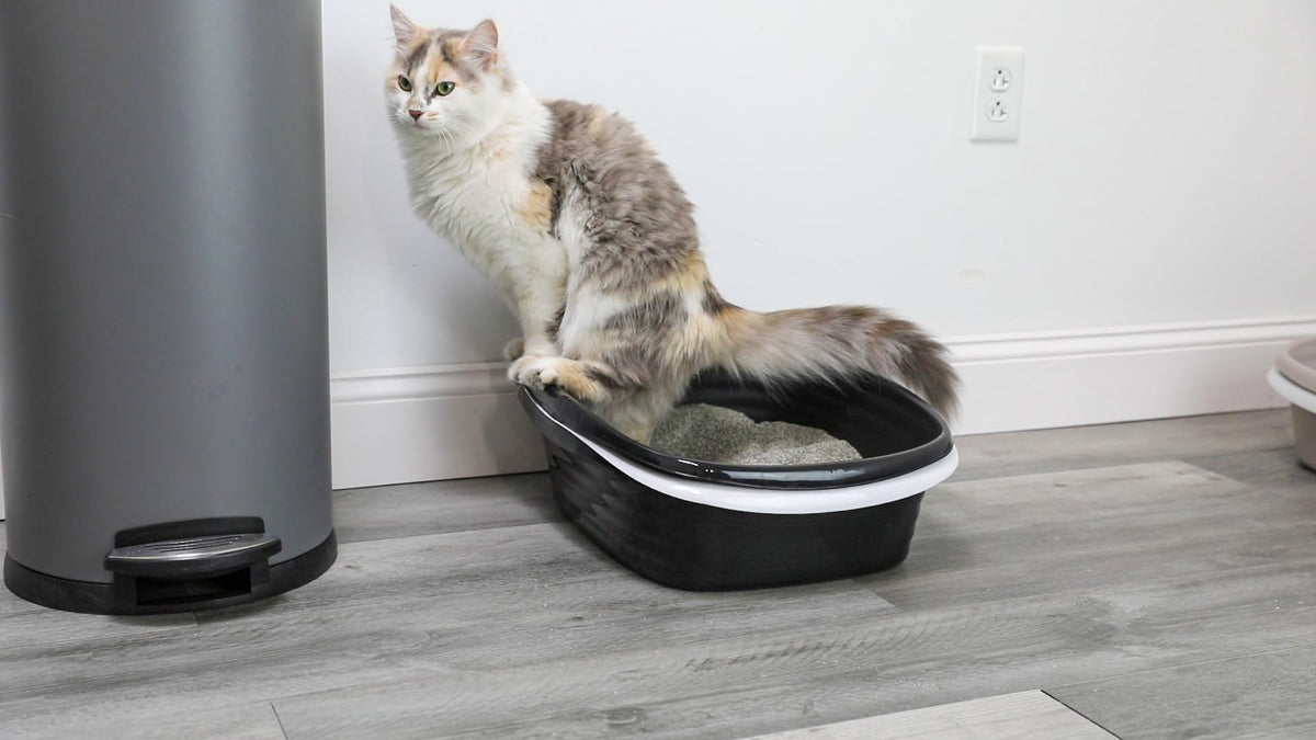 Arm and Hammer Large Sifting Cat Litter Box with Microban