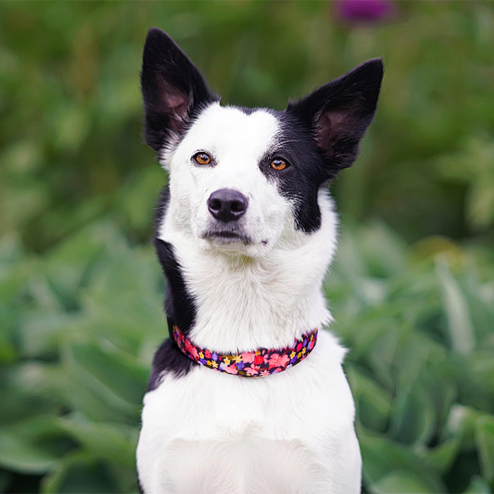 QQPETS Adjustable Soft Dog Collar: Print Flower Pink Multicolor Cute Patterns for XS Small Medium Large Pet Girl Boy Puppy Walking Running Training