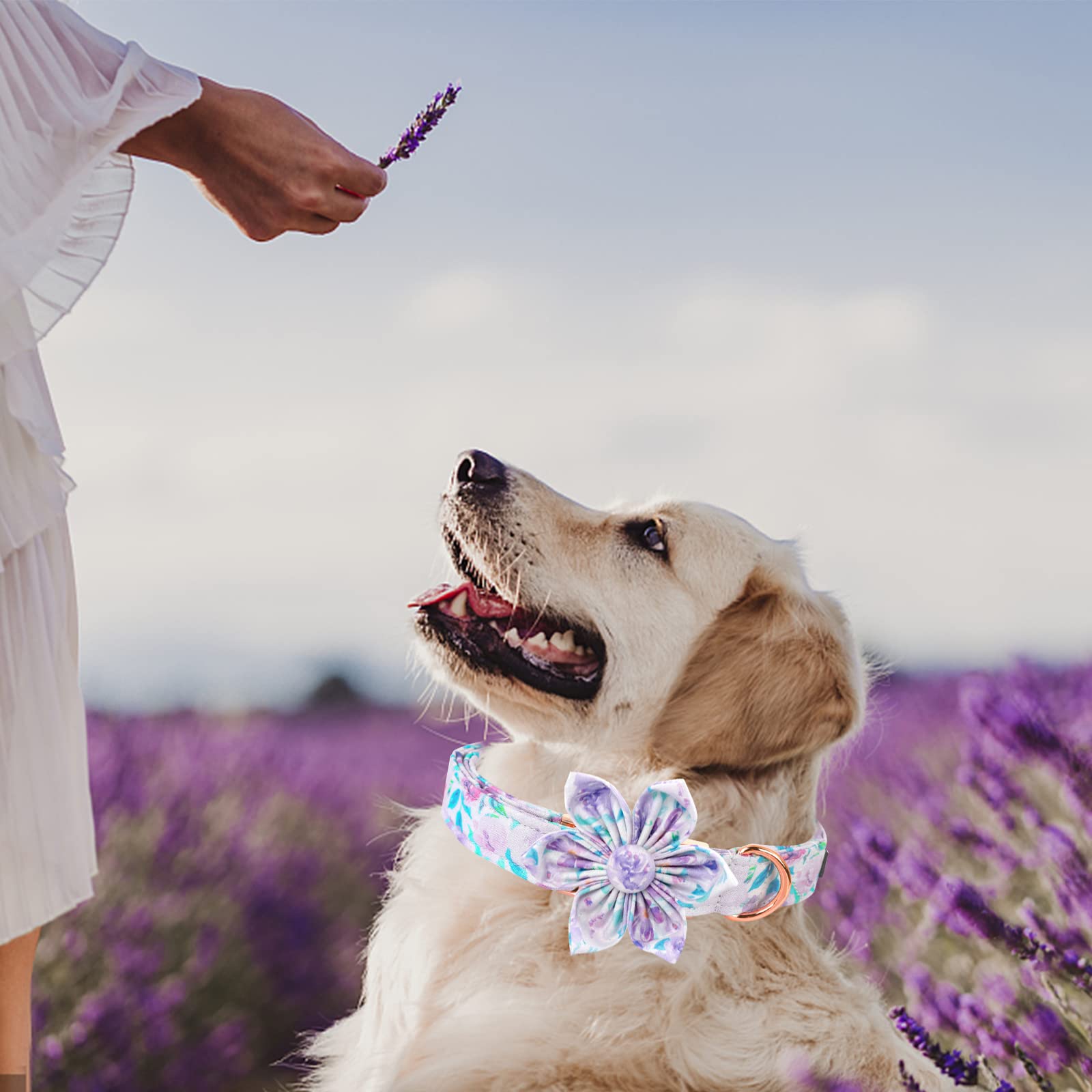 Lionheart Glory Purple Dog Collar With Flower - Cute Floral Pattern Adjustable Pet Collar for Small Dogs