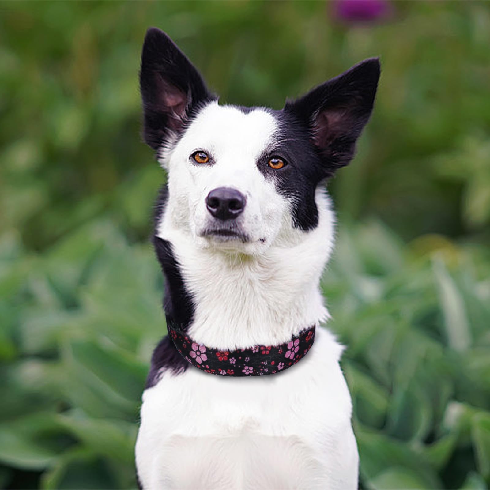 QQPETS Adjustable Soft Dog Collar: Print Flower Pink Multicolor Cute Patterns for XS Small Medium Large Pet Girl Boy Puppy Walking Running Training