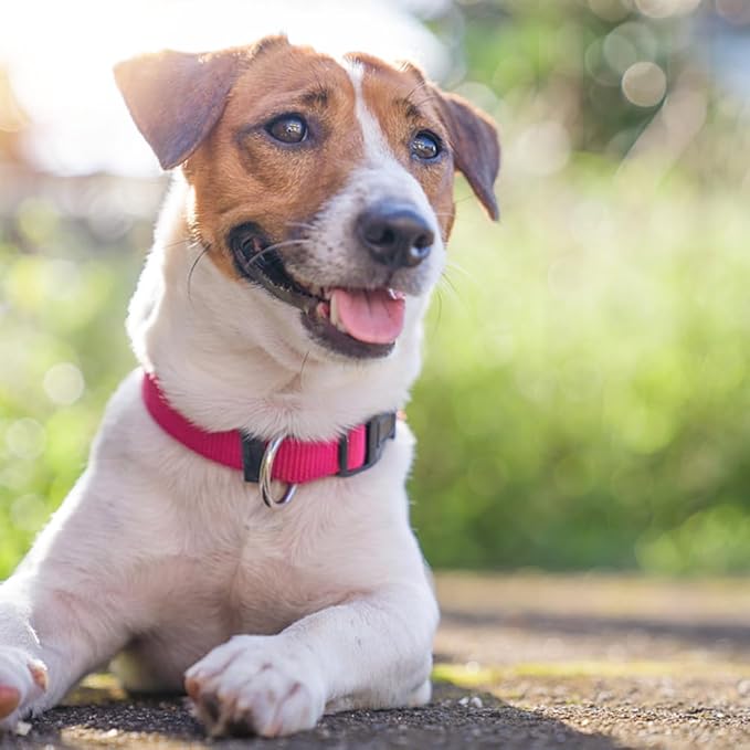 PENSEEPET Dog Collar Hot Pink Basic Dog Collars with Breathable Quick Release Nylon Pet Collar for Puppy Small Medium Large Dogs Girl