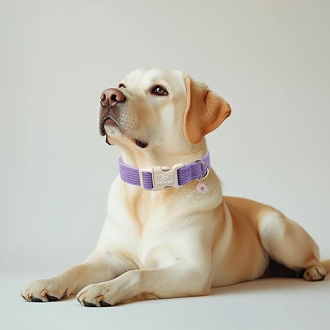 Cute Corduroy Dog Collar - Lavender Adjustable Dog Collars for X-Small Dogs 4-10lbs, Fade-Proof with Secure Snap & Little Charm, Christmas Birthday Gift, XS