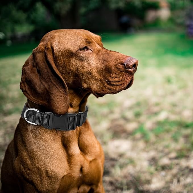 4 Pack Nylon Dog Collars, Classic Adjustable Pet Dog Collar for Small, Medium and Large Dogs, M(Black, Blue, Red, Purple)
