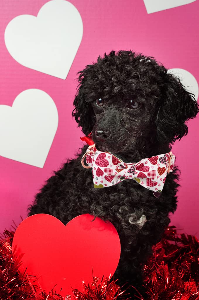Lionheart Glory Heart Dog Collar, Valentine's Day Dogs Collar with Flower, Cute Floral Pattern Pet Collars Adjustable Dog Collars for Large Dogs