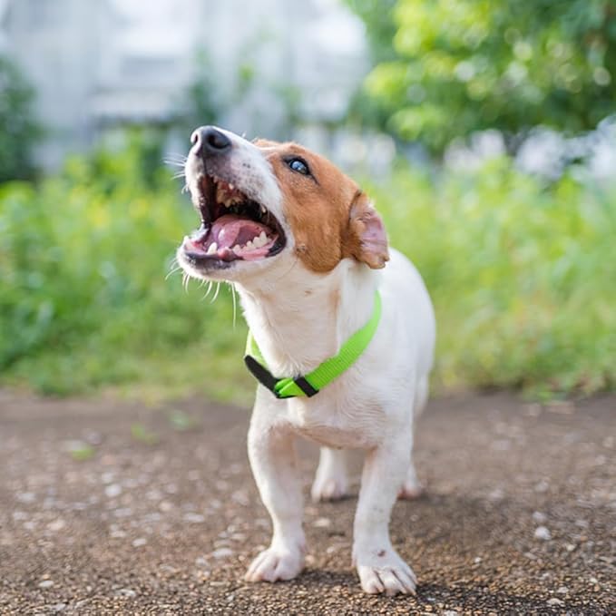 PENSEEPET Dog Collar Green Basic Dog Collars with Breathable Quick Release Nylon Pet Collar for Puppy Small Medium Large Dogs Boy Girl