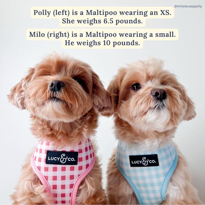 Lucy & Co. Reversible Dog Harness - Water-Repellent Neoprene, Dual-Print Design, Easy Swap Style, Adjustable Comfort Fit - Take a Bow Reversible Harness - Small