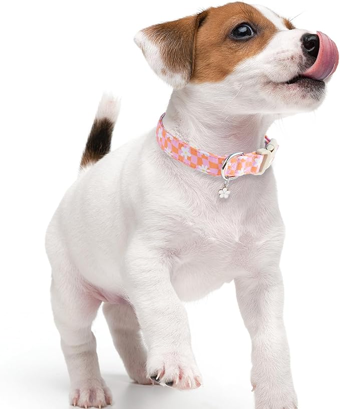 Faygarsle Floral Dog Collar, Pink and Orange Pattern with White Flowers, Spring Summer Design for Small Medium Large Dogs, L