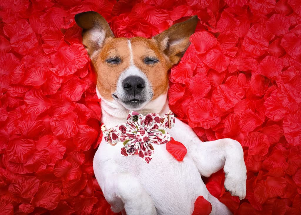 Lionheart Glory Heart Dog Collar, Valentine's Day Dogs Collar with Flower, Cute Floral Pattern Pet Collars Adjustable Dog Collars for Large Dogs