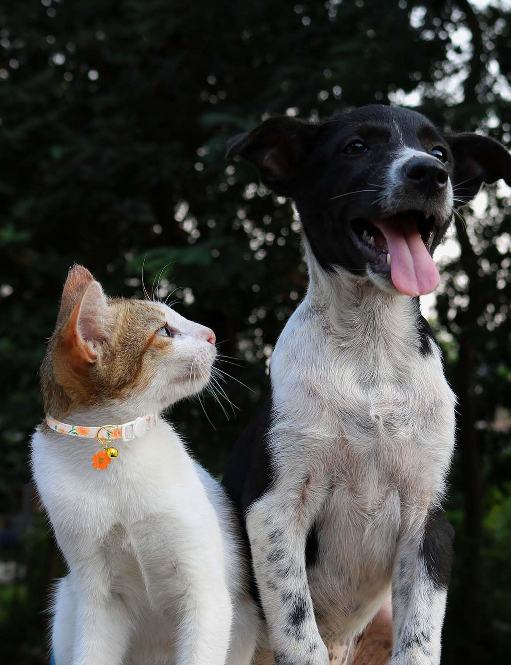 Cat Collar Breakaway with Bells,3 Pack Safety Adjustable Pet Collars,Ideal for Girl Boy Kittens. (Orange Green Pink)
