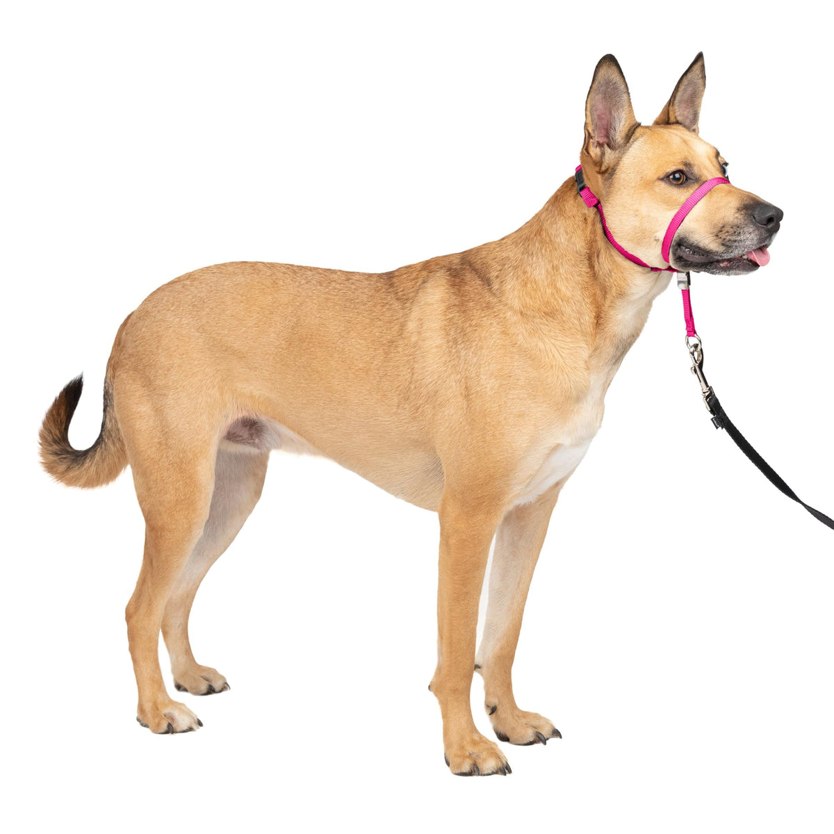 PetSafe Gentle Leader No Pull Dog Headcollar, Apple Green, Medium