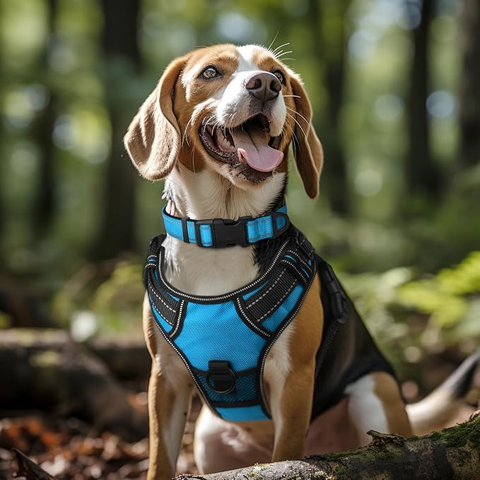 Joytale Reflective Dog Collar, Adjustable Neoprene Padded, Sky Blue L