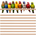 Sintuff Bird Perches Natural Wood Double Slots, 24 Inches, 8 Pcs
