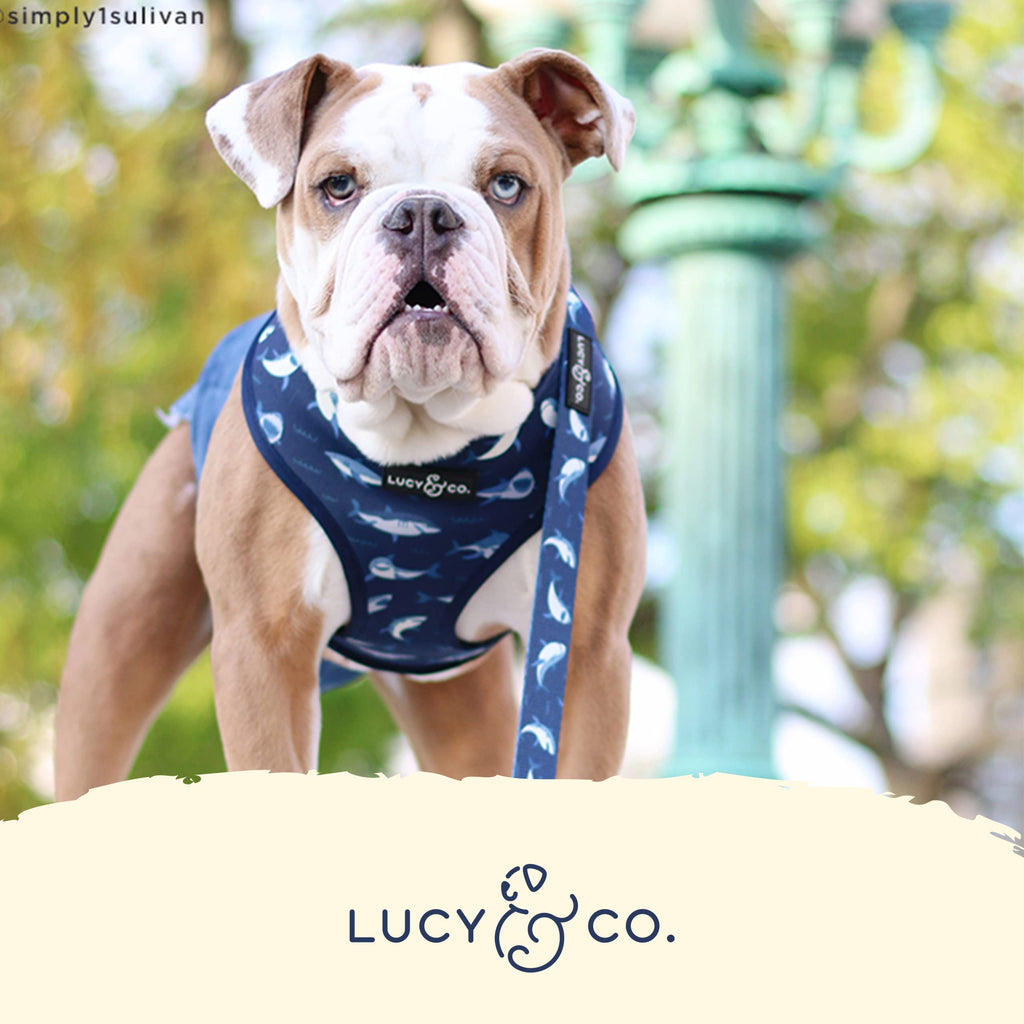 Lucy & Co. Reversible Dog Harness - Water-Repellent Neoprene, Dual-Print Design, Easy Swap Style, Adjustable Comfort Fit - Shark Attack Reversible Harness - Large