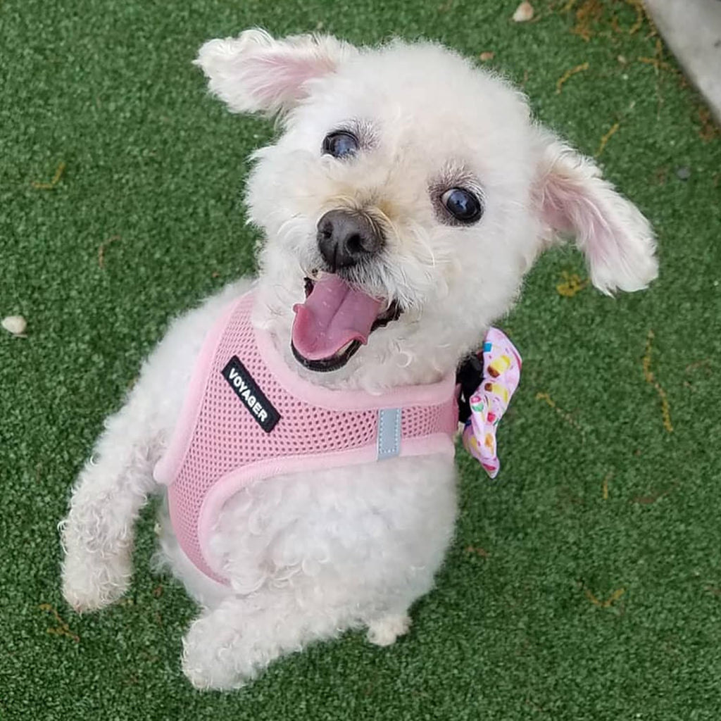 Voyager Step-in Air Dog Vest Harness - Pink, Small