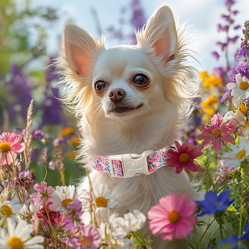 Babole Pet Floral Dog Collar, Cute Girl Dog Collars - Pastel Wildflowers Pattern Spring Summer Puppy Collar, Adjustable Female Dog Collars for Small Medium Large Dogs M