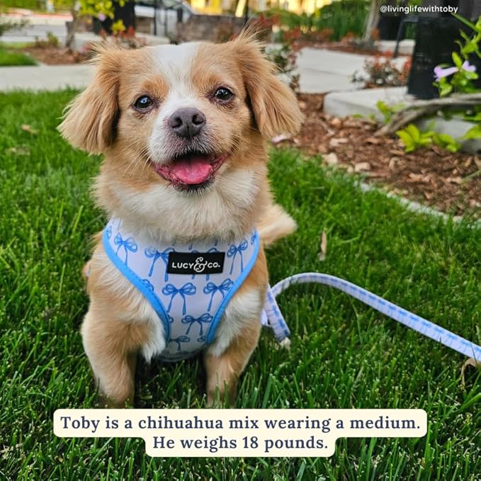 Lucy & Co. Reversible Dog Harness - Water-Repellent Neoprene, Dual-Print Design, Easy Swap Style, Adjustable Comfort Fit - Bowwow Wow! Reversible Harness - Medium
