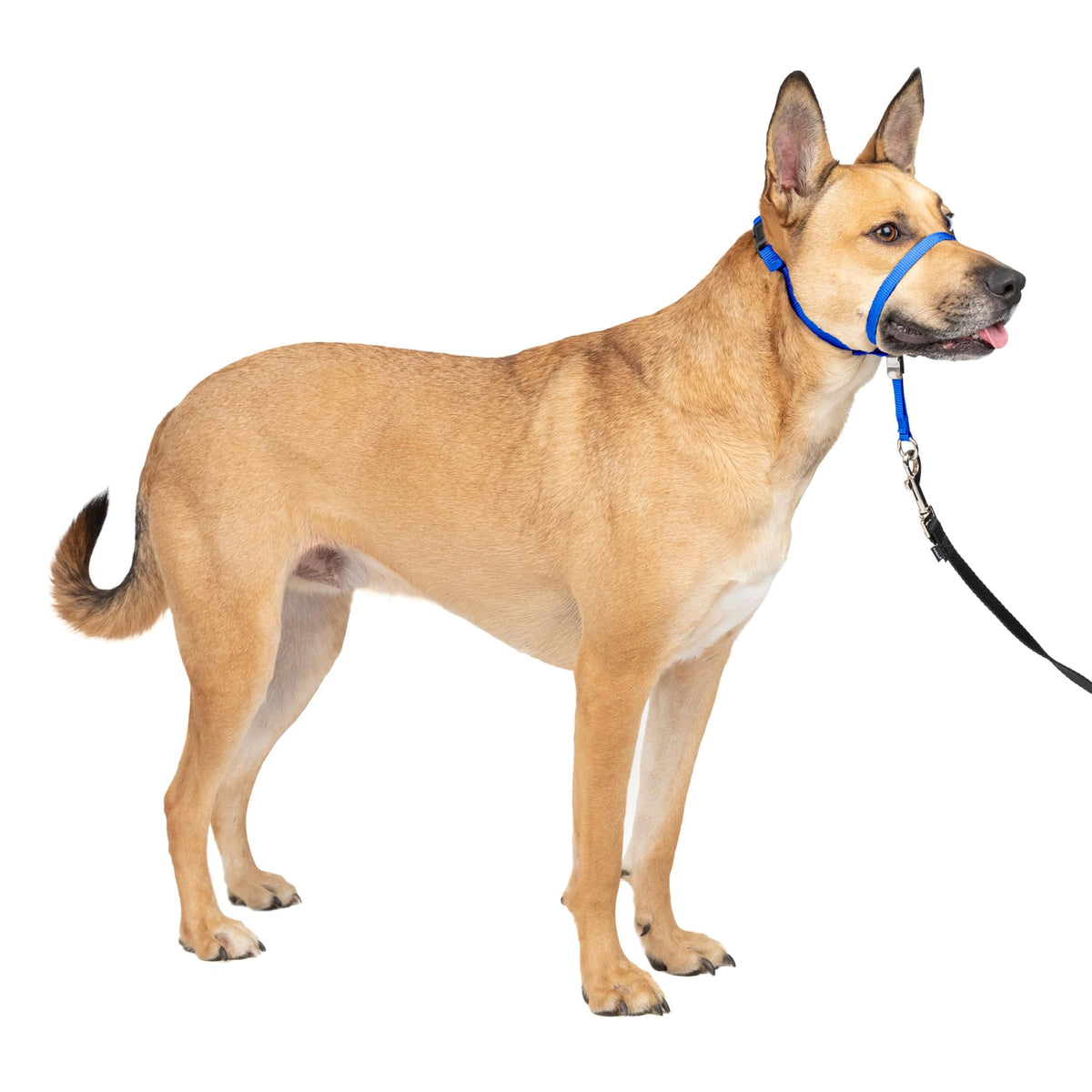 PetSafe Gentle Leader No Pull Dog Headcollar, Apple Green, Medium