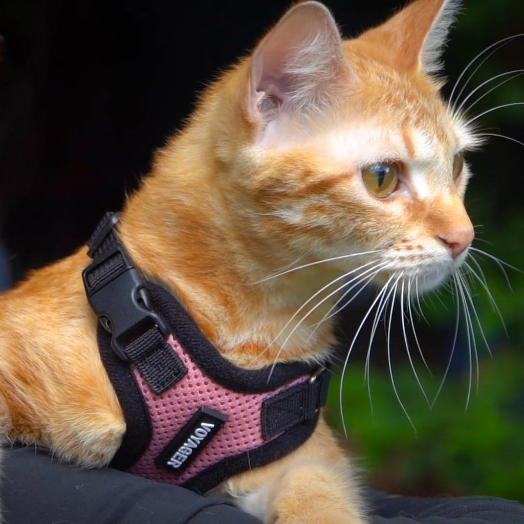 Voyager Escape-Proof Step-in Lock Cat Harness & 5ft Neoprene-Handle Leash Set All-Weather Mesh with Reflective Stitching for Small to Large Cats by Best Pet Supplies, Pink/Black Trim, XXXS