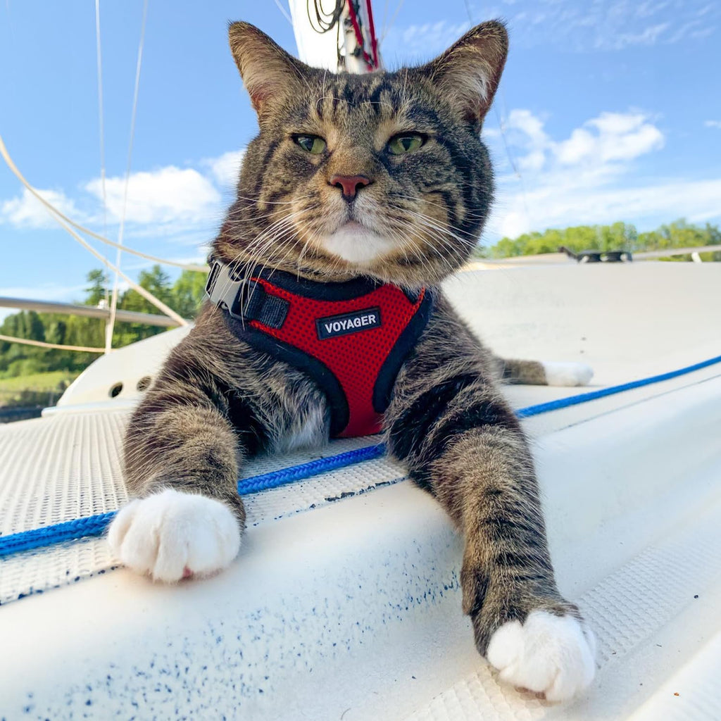Voyager Escape-Proof Step-in Lock Cat Harness & 5ft Neoprene-Handle Leash Set All-Weather Mesh with Reflective Stitching for Small to Large Cats by Best Pet Supplies, Red/Black Trim, XXXS