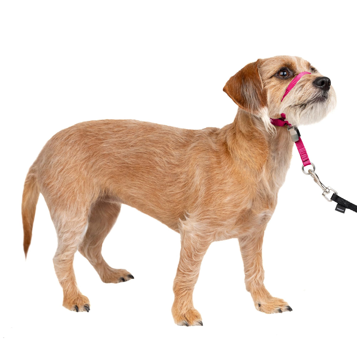 PetSafe Gentle Leader No Pull Dog Headcollar, Apple Green, Medium