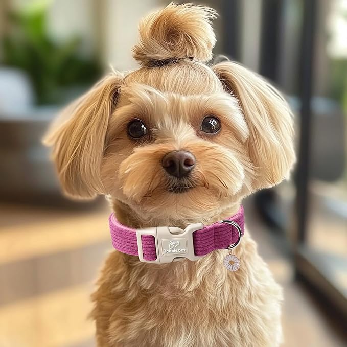 Babole Pet Cute Corduroy Dog Collar - Fuchsia Adjustable Dog Collars for X-Small Dogs 4-10lbs, Fade-Proof with Secure Snap & Little Charm, Christmas Birthday Gift, XS