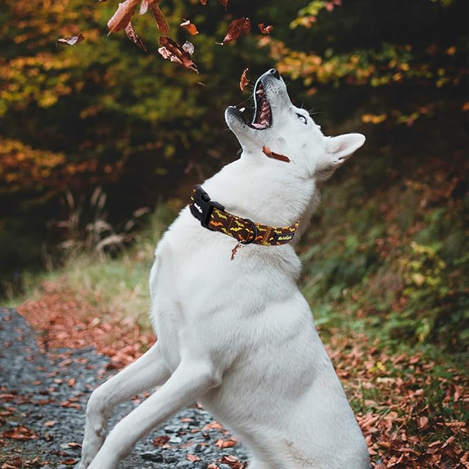 Astdogio Fall Dog Collar, Halloween Dog Collars for Small Dogs, Cotton Puppy Collar with Bat Pattern, Pet Collar for Small Medium Large Dogs, Girl Boy Dogs Collar with Quick Release Buckle-S