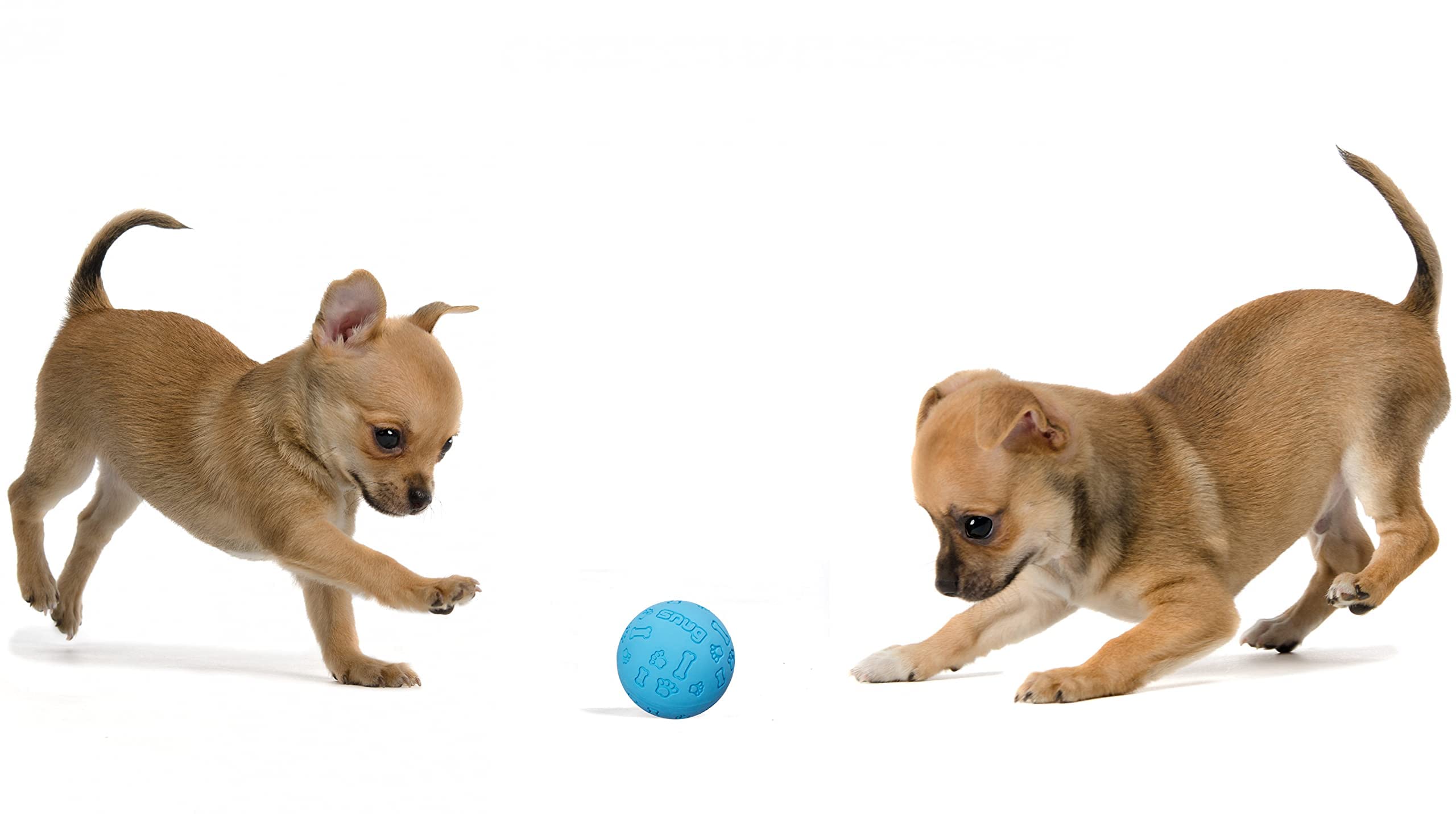 Snug Rubber Dog Balls for Small and Medium Dogs - Tennis Ball Size - Virtually Indestructible (3 Pack - Blue)