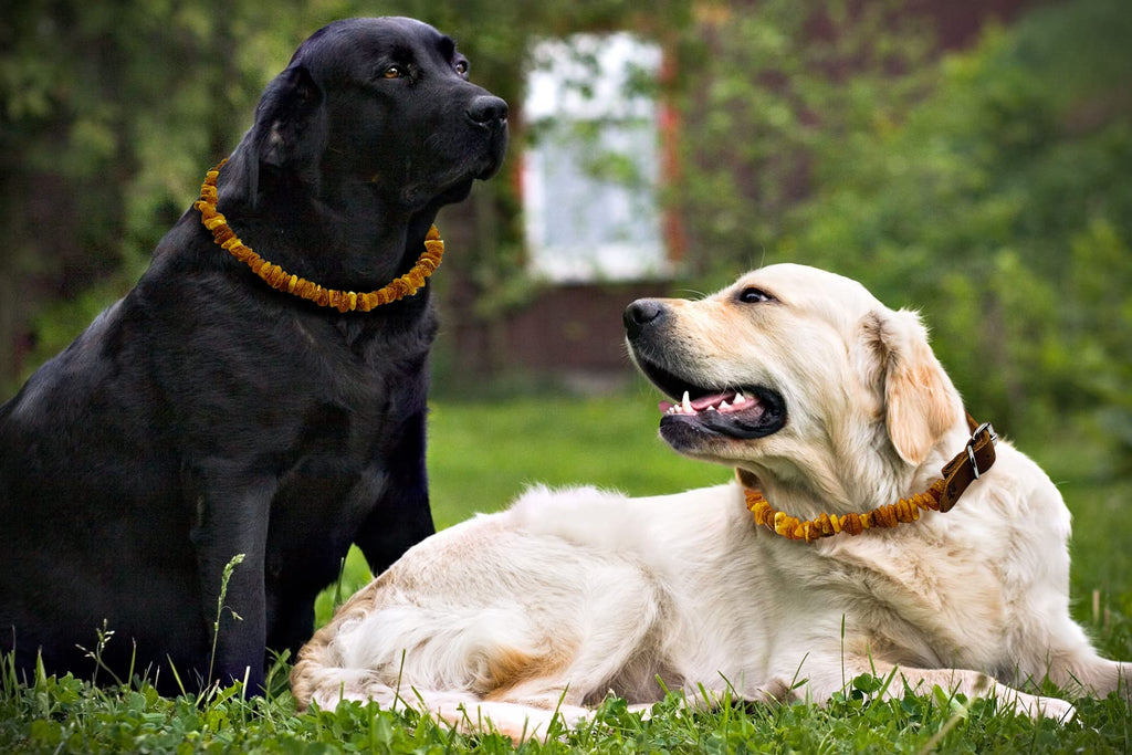 Baltic Amber Dog & Cat Collar with Adjustable Leather Strap - Raw Knotted Amber Beads (40-45cm)