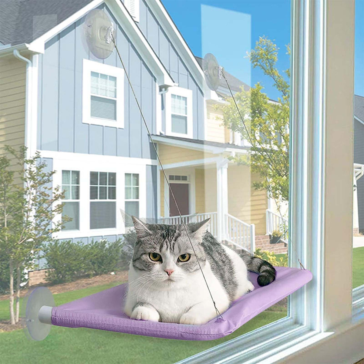 JinRui-T Cat Hammock - Window Bed with Suction Cups, Space Saving Indoor Cat Seat (Purple)