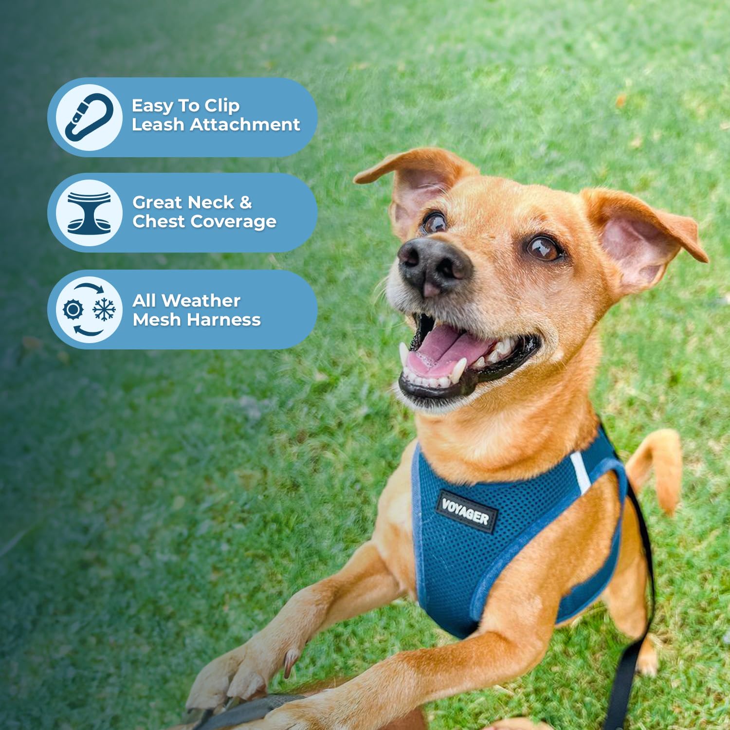 Best Pet Supplies Voyager Step-in Air All Weather Mesh Harness and Reflective Dog 5ft Leash Combo with Neoprene Handle, for Small, Medium and Large Breed Puppies - Turquoise, Large